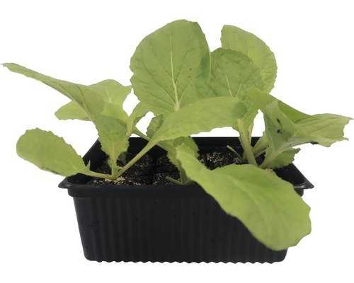Chinakohl Bio Schale 6er H 5-10cm