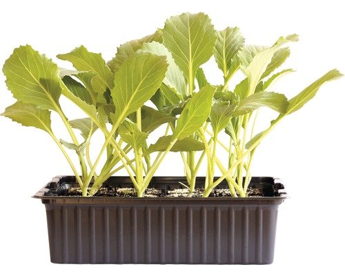 Spitzkabis Bio Schale 6er H 5- 10cm