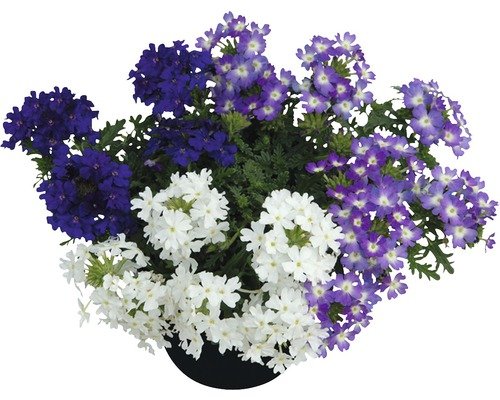 Trio Verbenen FloraSelf 13er Topf