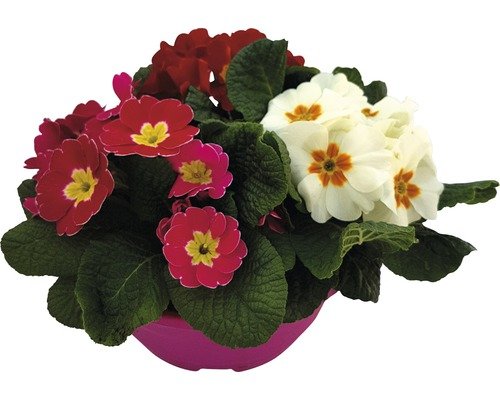 Frühlingsprimel Primula vulgaris 19er Topf