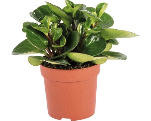 Zwergpfeffer FloraSelf® 'Optipan' 10.5er Topf