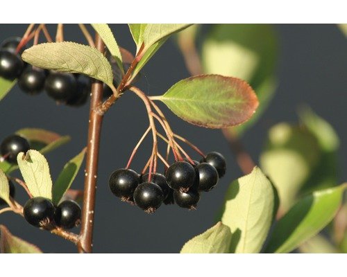 Apfelbeere Aronia NERO FloraSelf CO 2, 30-40 cm