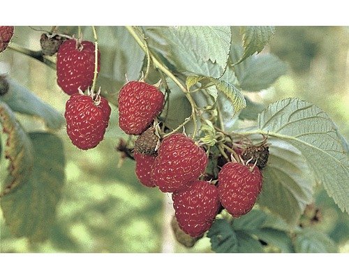 Himbeere Sommer WILLAMETTE FloraSelf früh CO 2, 45-60 cm rot