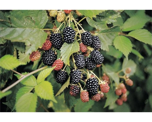 Brombeere NESSY® loch ness 20-30 cm