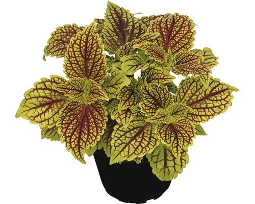 Buntnessel Golden Dreams FloraSelf® 12er Topf, grün-rot