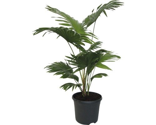 Livistonia-Palme FloraSelf Livistona rotundifolia H 80cm 21er Topf
