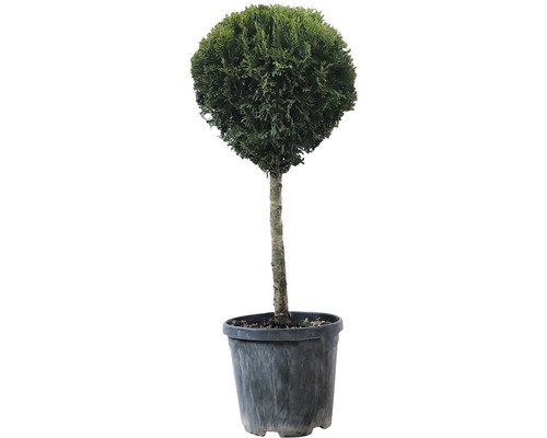 Lebensbaum Stämmchen FloraSelf Thuja occidentalis 'Smaragd' Stammhöhe ca. 55 cm Co 10 L