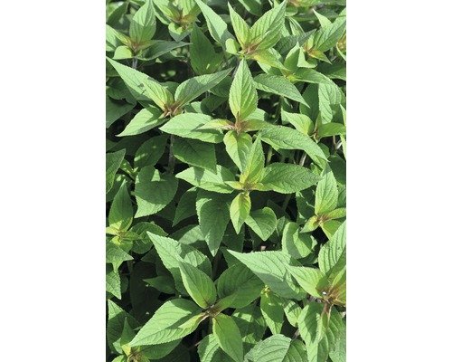 Ananas Salbei FloraSelf® 12er Topf