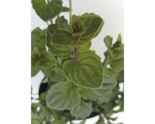 Hänge Minze Indian Mint FloraSelf® 12er Topf,