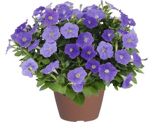 Petunie hängend Blue Ray FloraSelf® 12er Topf, blau