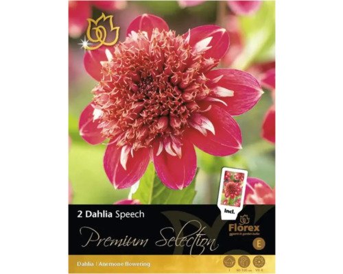 Blumenzwiebel Dahlie Premium Selection 'Speech' 2 Stk.