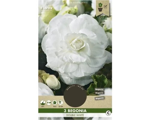 Knollen-Begonie Florex 'Grandiflora Weiss' 3 Stück