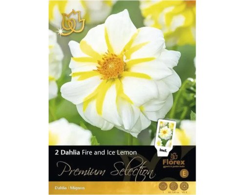 Blumenzwiebel Dahlie Premium Selection 'Fire and Ice' 2 Stk.