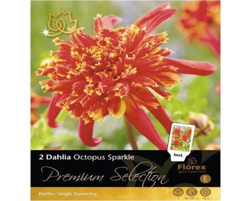 Blumenzwiebel Dahlie Premium Selection 'Octopus Sparkle' 2 Stk.