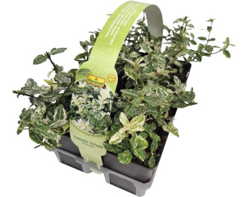 Weissbunte Kriechspindel 6-er Pack FloraSelf Euonymus fortunei 'Harlequin'
