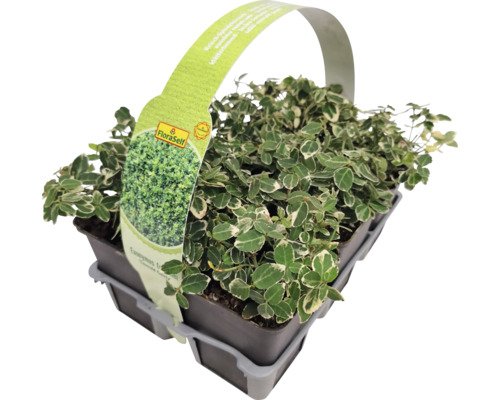 Weissbunte Kriechspindel 6-er Pack FloraSelf Euonymus fortunei 'Emerald Gaiety'