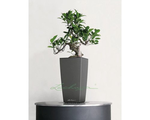 Pflanzvase Lechuza Cubi Kunststoff 14 x 14 x 26 cm anthrazit inkl. Erdbewässerungsystem