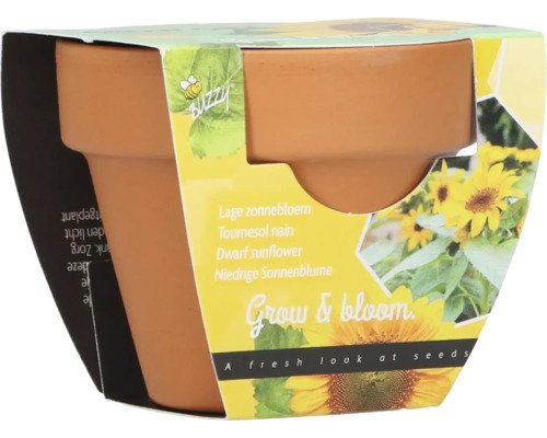 Grow Gifts Sonnenblume