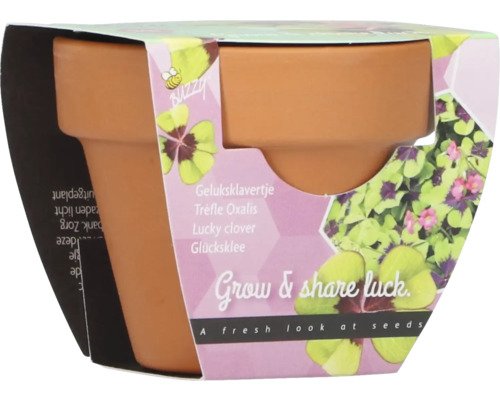 Grow Gifts Rotklee