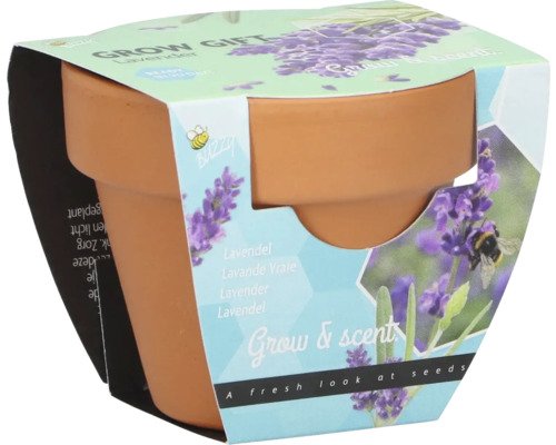 Grow Gifts Lavendel