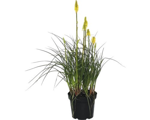 FloraSelf Fackellilie'Lemon Popsicle'