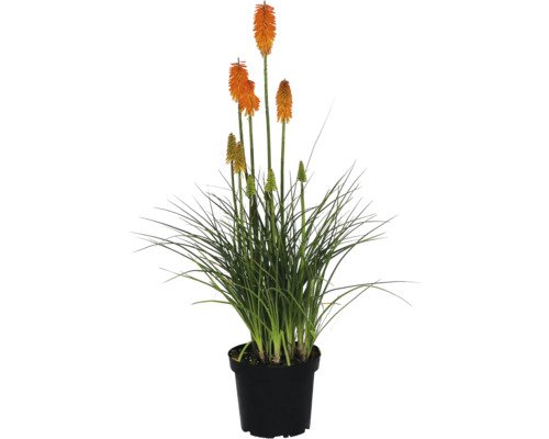 FloraSelf Fackellilie 'Mango Popsicle'