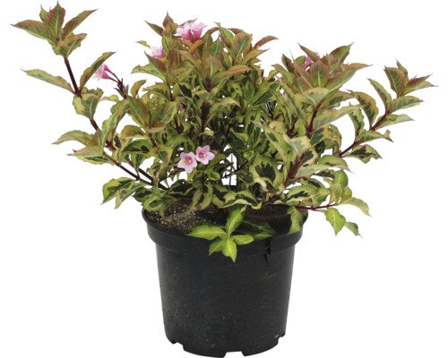 FloraSelf Weigelie'Magical Rainbow'