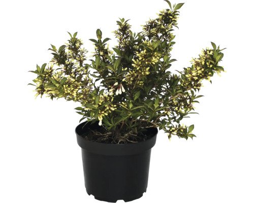 FloraSelf Weigelie'Ebony and Ivory'