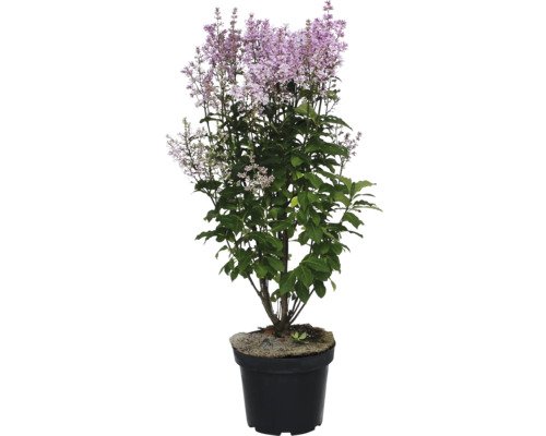 FloraSelf Kanadischer Flieder 'Minuet'