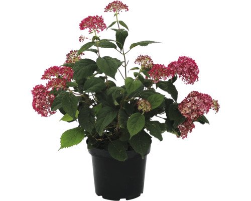 FloraSelf Schneeball-Hortensie 'Ruby Annabelle'