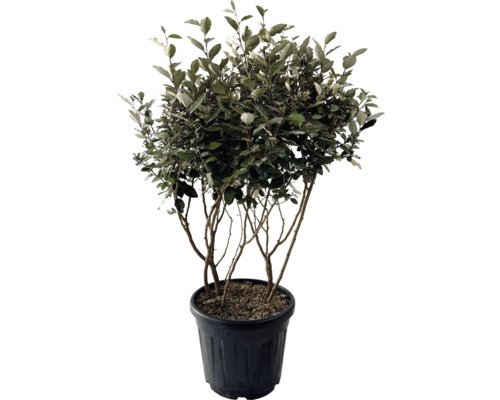 Wintergrüne Ölweide Multistamm, Mehrstämmig FloraSelf Elaeagnus ebbingei H 100-120 cm Co 35 L