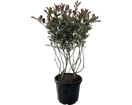 Weissgrüne Glanzmispel Multistamm, Mehrstämmig FloraSelf Photinia fraseri 'Pink Marble' H 100-120 cm Co 35 L