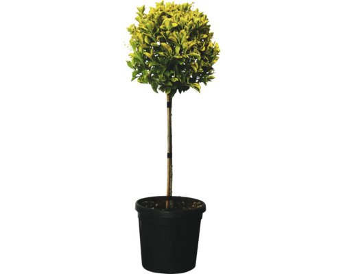 Gelbbunter Spindelstrauch Stämmchen FloraSelf Eunonymus japonicus 'Elegantissima Aurea' Stammhöhe ca. 55 cm Co 10 L