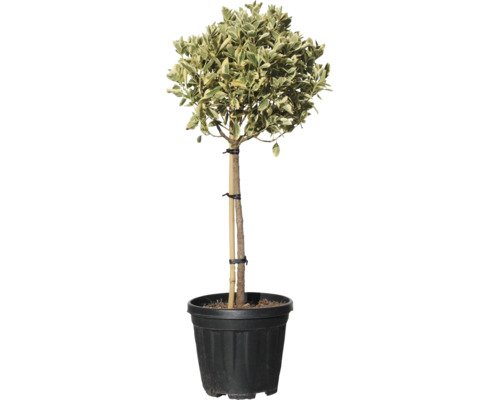 Spindelstrauch Stämmchen FloraSelf Euonymus japonicus 'Bravo' Stammhöhe ca. 55 cm Co 10 L