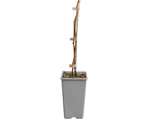 Himbeere Herbst AUTUMN AMBER FloraSelf C2 gelb