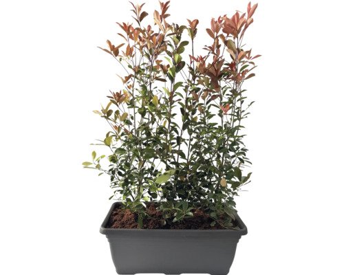Glanzmispel Fertighecke L 100 cm H ca. 150 cm FloraSelf Photinia fraseri 'Red Robin' graue Kasten