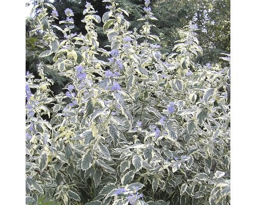 Bartblume FloraSelf Caryopteris clandonensis White Surprise 40-60cm co 4L