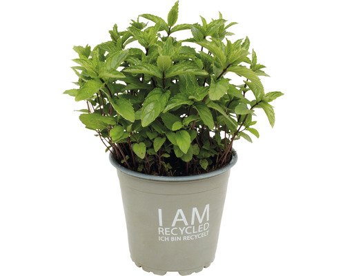Bio Mojito Cocktail-Minze FloraSelf Bio 13er Topf