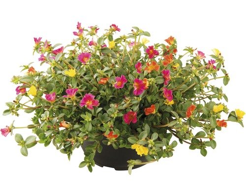 Portulakröschen FloraSelf 19er Topf