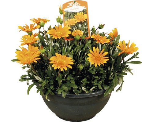 Mittagsgoldblumen FloraSelf® Gazania Jupiter Orange 26er Topf orange