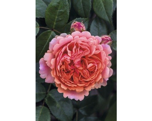 Edelrose Rosen Tantau Rosa 'Chippendale®' 20-70 cm