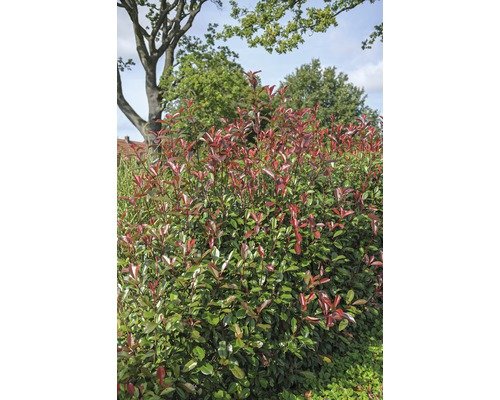 Glanzmispel 'Red Robin', 125 - 150 cm
