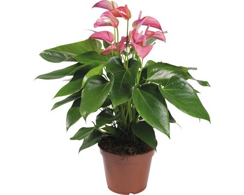 Flamingoblume FloraSelf® 17er Topf