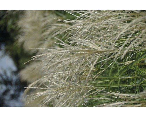 Miscanthus H 50-60 cm Co 6 L sortiert