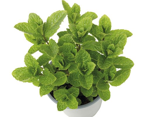 Bio Lillet Cocktail-Minze FloraSelf Bio 13er Topf