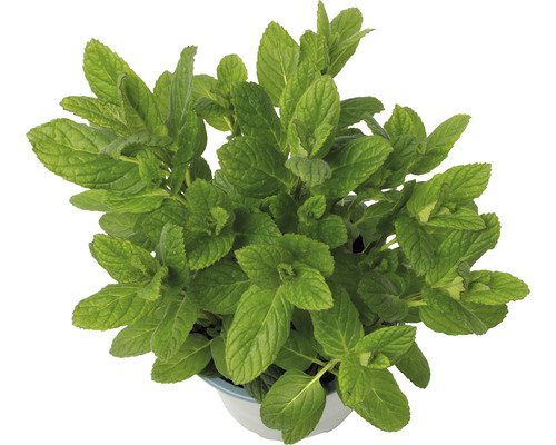 Bio Hugo Cocktail-Minze FloraSelf Bio 13er Topf